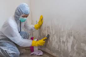 Reliable Nyack, NY Mold Prevention & Removal  Solutions